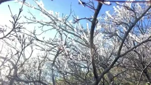 霧氷
